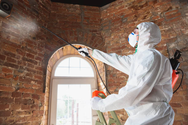 Best Black Mold Removal in USA